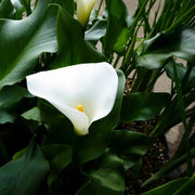 Zantedeschia aethiopica ‘Crowborough’ | ‘Crowborough’ arum lily (hardy calla) | Marginal Plant